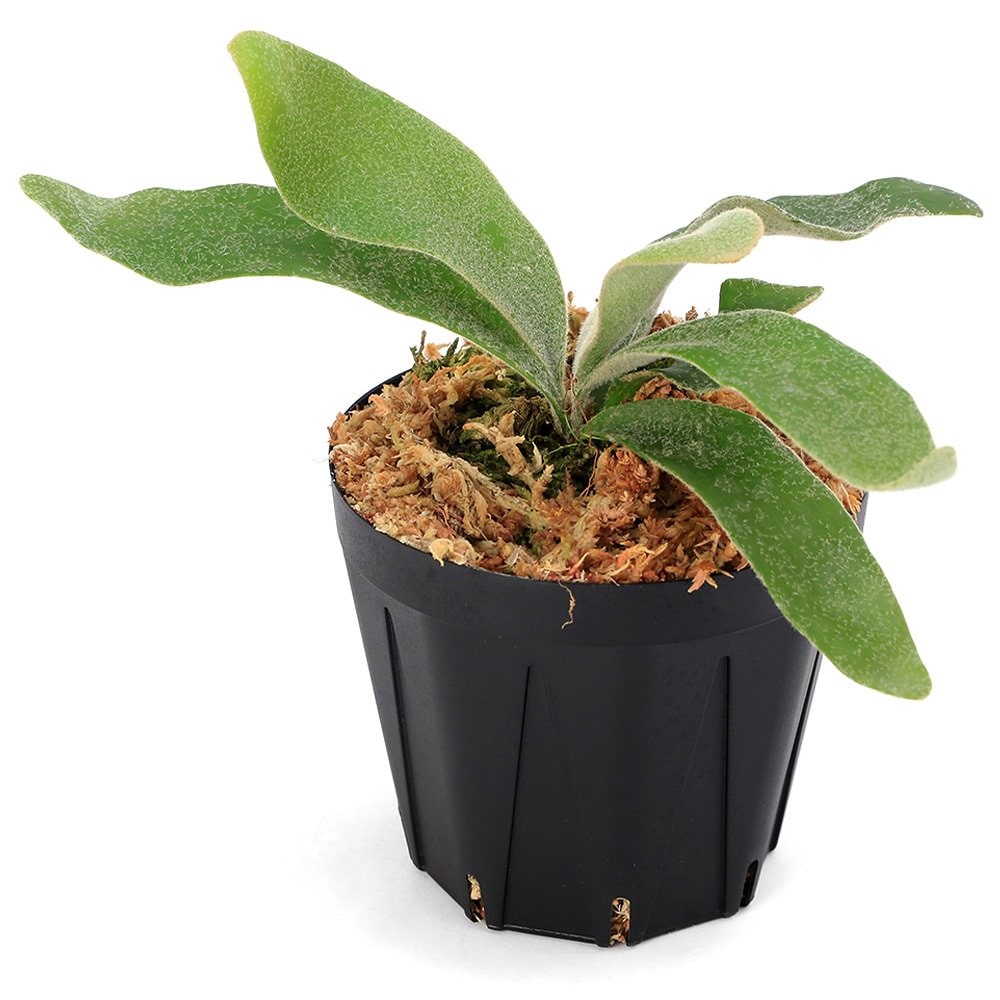 （観葉植物）ビカクシダ　ウィリンキー　セルソ　３号（１ポット）　ＣＲＣ15―30―20―02―00