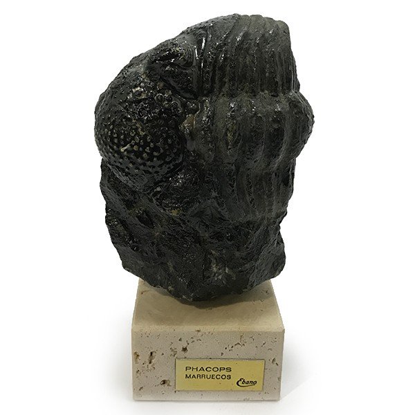 ファコプス化石 //鉱物標本// 置物(大理石台付き) 1点もの 天然石 原石 パワーストーン スピリチュアル ヒーリング コレクション 17,280円