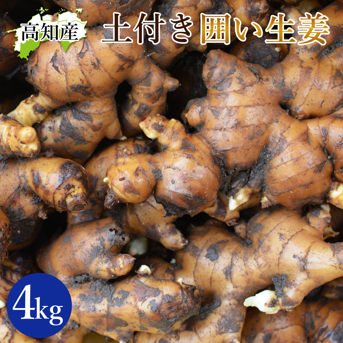 【山北産直】 土付き 生姜 4kg 高知県産 国産 しょうが 農家直送 高知産 ショウガ 4キロ 高知生姜 自宅用 業務用 ヤマト発送
