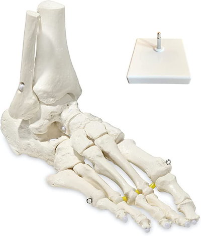 ビヨーンと伸びて自在に動かせる足骨模型 理学療法...のサムネイル