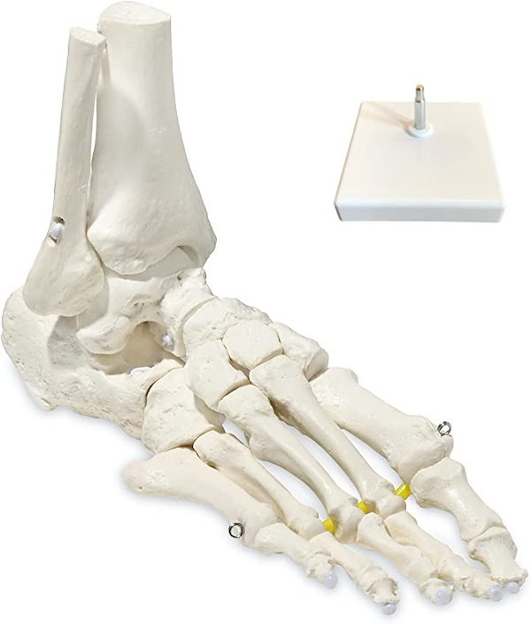 足骨格模型 人体模型 足の骨 足の指 SUPER FEET ソムソ社製SOMSO Amazon.co.jp: picoLab 足骨格模型 足骨模型 足骨モデル 足指
