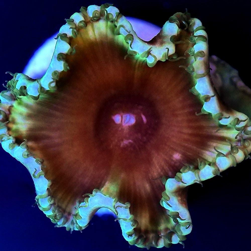 （サンゴ）フラグサンゴ　マメスナギンチャク　サンゾアンシッド　グリーン系　ポリカプラグ付き（１個）ｗｈ-９３　ＣＲＣ26―50―80―00―00