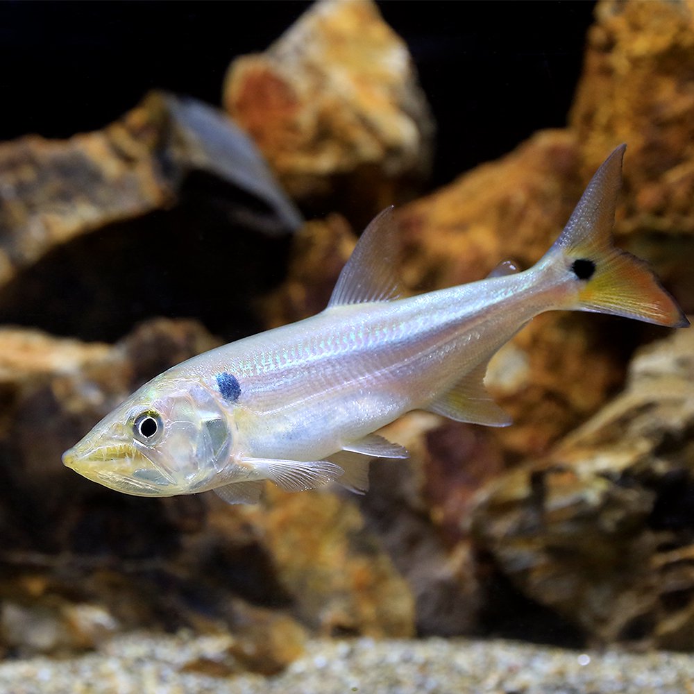 （熱帯魚）レッドフィントーピードパイク・カラシン　パラ（１匹）　北海道航空便要保温　ＣＲＣ13―20―12―00―00 16,650円