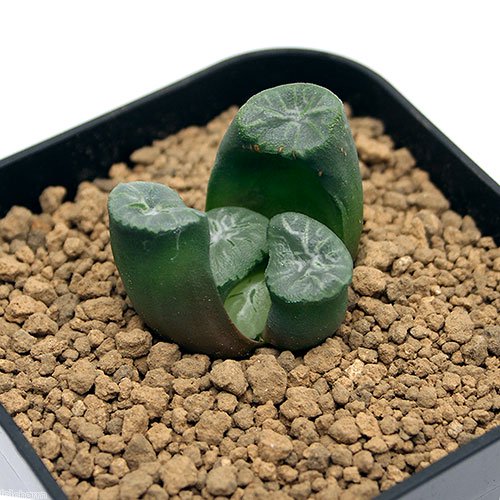 （多肉植物）ハオルチア　万象　三色模様特美窓　トリコロール　３号（１鉢）　ＣＲＣ15―60―50―00―00