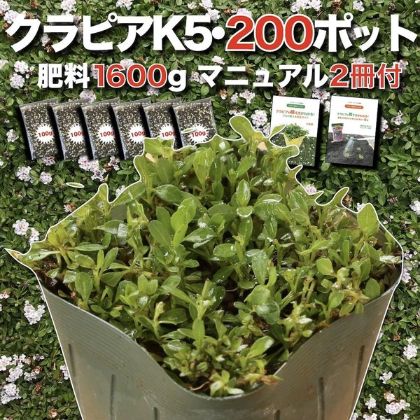 クラピア K5（薄桃） 9cmポット苗 200鉢セット 有機入り一発果菜肥料1600g　植栽マニュアル付き