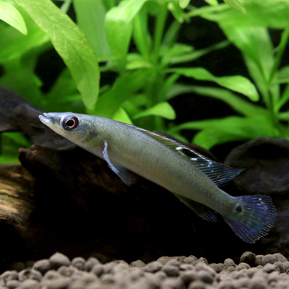 （熱帯魚）クレニキクラレガニ　トカンチンス（ワイルド）（１ペア）　北海道・九州航空便要保温　ＣＲＣ13―28―22―99―00