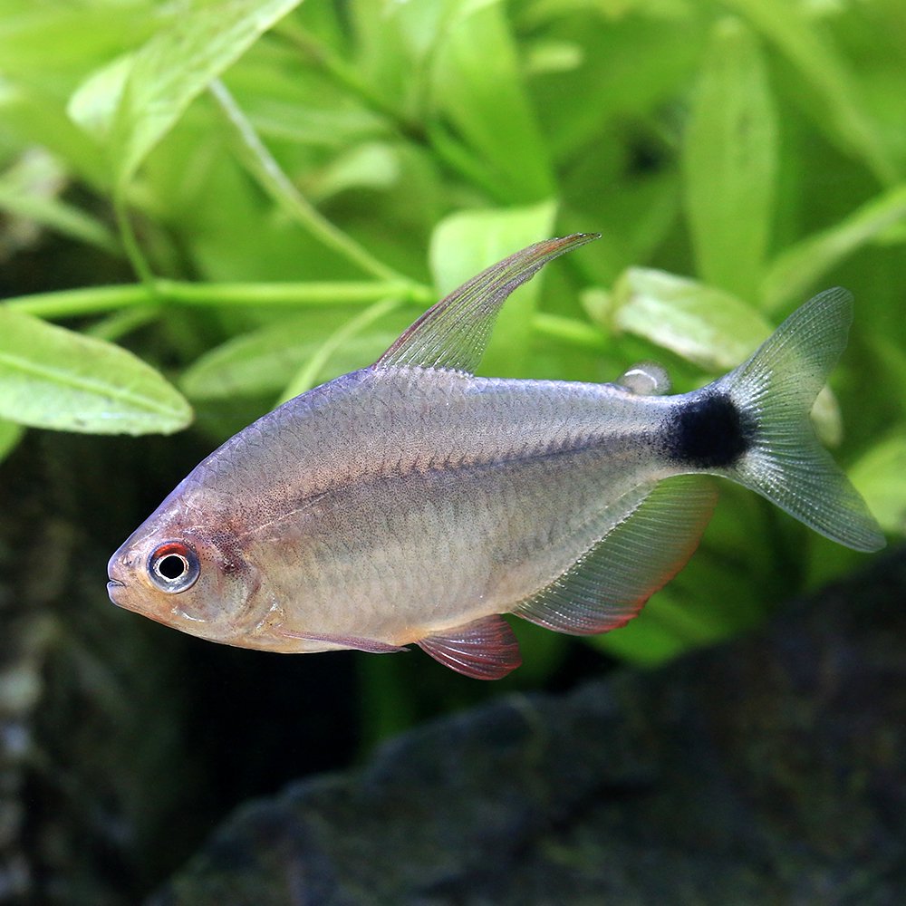 （熱帯魚）ハイフェソブリコン・ペウゲオティ（ブリード）（１匹）北海道・九州航空便要保温　ＣＲＣ13―20―10―15―00