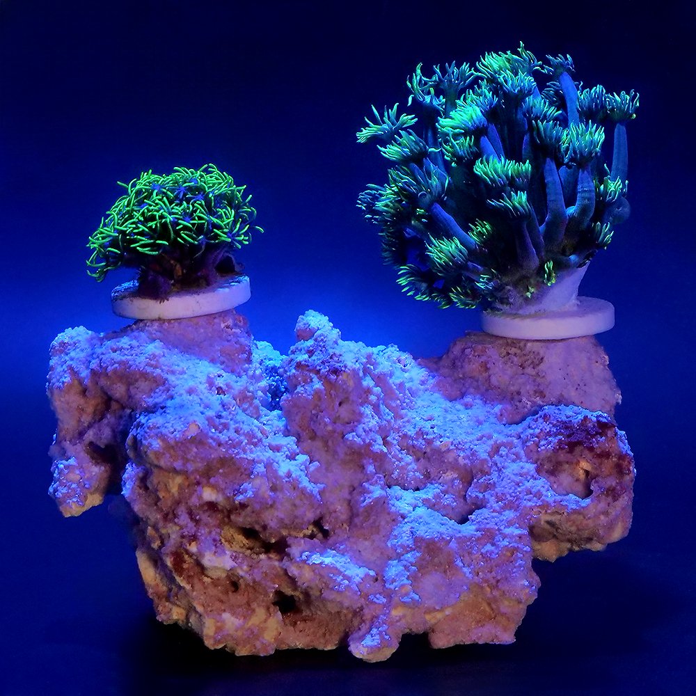 （サンゴ）ハナガサ・グリーン＆スターポリプsp.　メタリックグリーン　プラグ付き　マルコロック　セラミックプラグベース（１セット）　北海道航空便要保温　ＣＲＣ26―50―40―30―70