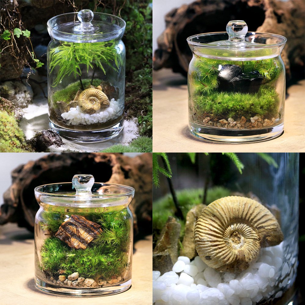 （観葉植物）苔テラリウム　地球の歴史を感じよう　鉱石・化石レイアウト３種セット　アンモナイト　タイガーアイ　黒曜石　育て方の説明書付き（１セット）　ＣＲＣ15―70―40―00―00