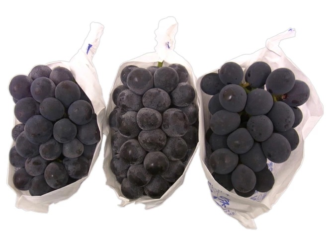 岡山産 種なしぶどう =ニューピオーネ= 秀品 3房 約2kg 予約 7月下旬以降