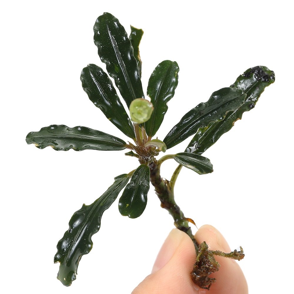 （水草）ブセファランドラｓｐ．マイルドウェーブ（水上葉）（１株）　ＣＲＣ12―30―40―00―00