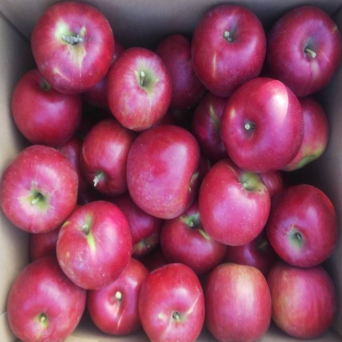 りんご 訳あり 紅玉 山形県産 サイズいろいろ 10kg（30個から50個程度） フルーツ 果物