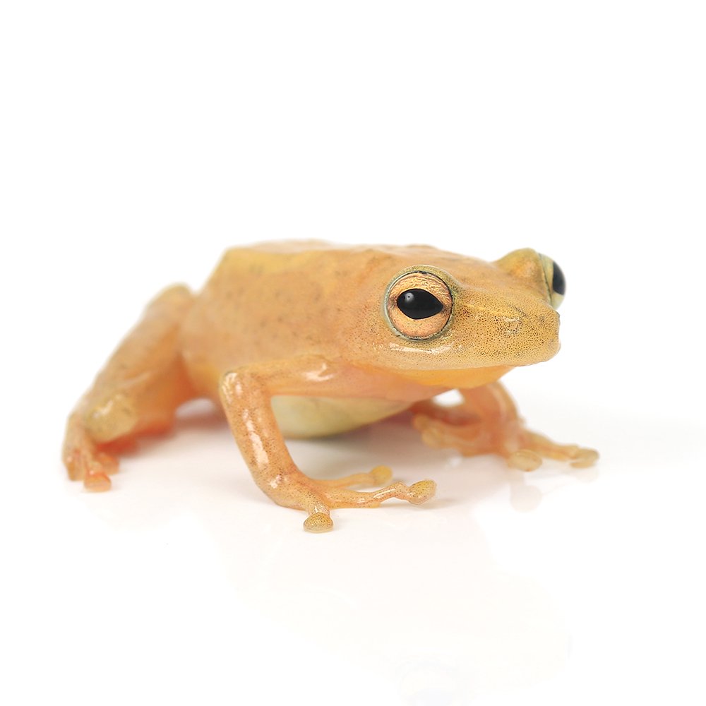 （両生類）カメルーン産　クサガエルｓｐ．カレクサイロ　ＷＣ個体（１匹）　北海道・九州航空便要保温　ＣＲＣ17―05―35―10―00