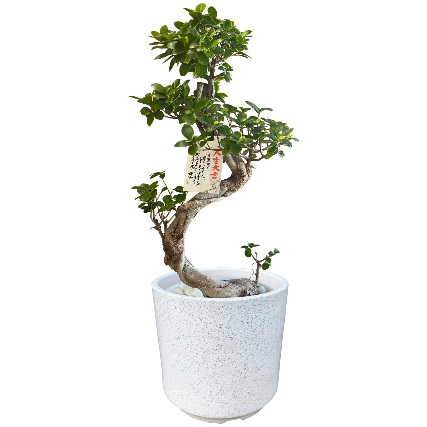花のギフト社 ガジュマル 大型 陶器鉢 観葉植物 本物 お祝 開店祝 8号 ガジュマルの木 信楽焼