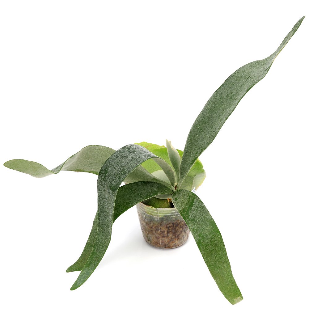 （観葉植物）ビカクシダ　ホワイト＆シャイン（ヴィーチーXビフルカツム）　２．５ー３号（１ポット）　ＣＲＣ15―30―20―02―00