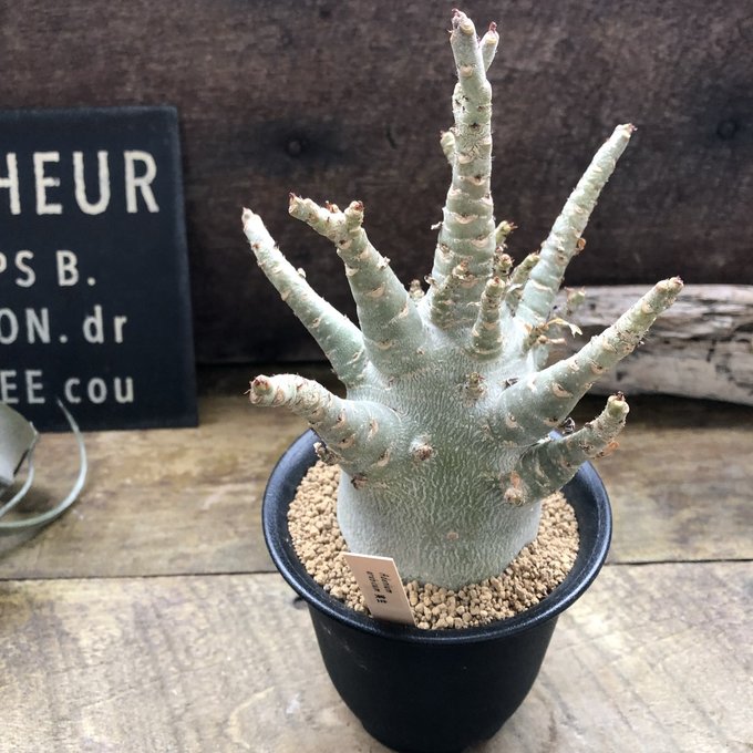 アデニウム アラビカム 塊根植物 蛸足 観葉植物