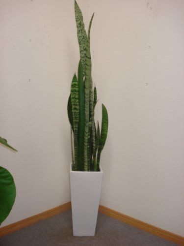 ロングスクエア陶器鉢仕立て大型希少サンスベリア ゼラニカ／100cm前後（8号）