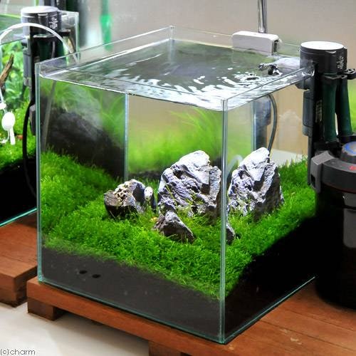 （水草）ウィローモスの草原レイアウトセット　３０ｃｍキューブ水槽用（水草・風山石のみ）（水中葉）　本州四国限定　ＣＲＣ12―23―30―00―00 5,897円