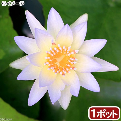 （ビオトープ）睡蓮　熱帯性睡蓮（スイレン）（青）　ムーン　ビーム（１ポット）（休眠株）　ＣＲＣ15―10―23―40―00