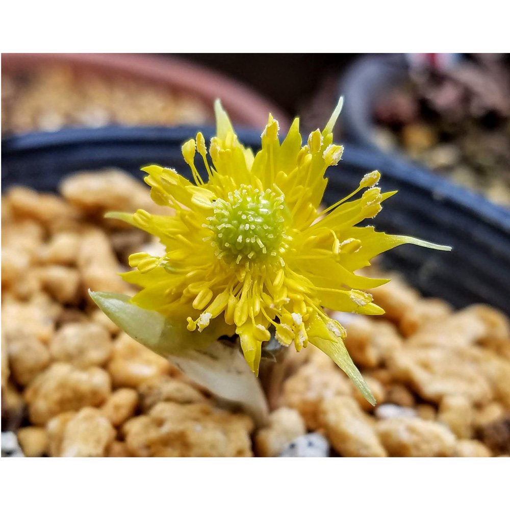 （山野草）品種系フクジュソウ（福寿草）　爪折笠（ツマオレガサ）　３号（１ポット）　ＣＲＣ15―35―18―00―00