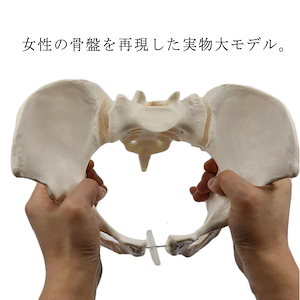 動かすことができる骨盤模型 等身大 女性 可動型 学習ツール PVCプラスチック製 骨盤 女性骨盤 科学教室 分解はできません