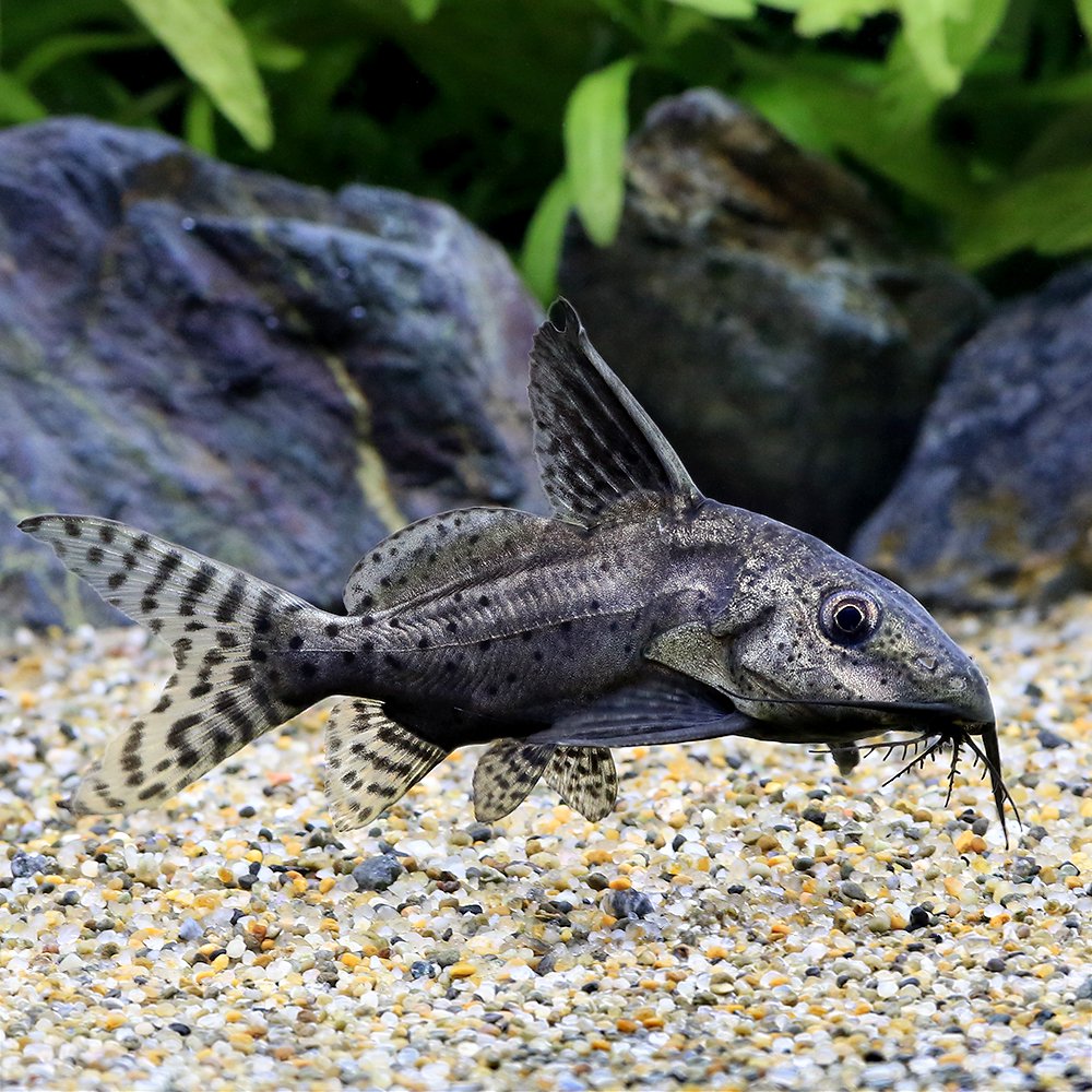 （熱帯魚）ブラキノシノドンティス　バテンソーダ（ワイルド）（１匹）　北海道・九州航空便要保温　ＣＲＣ13―46―00―00―00