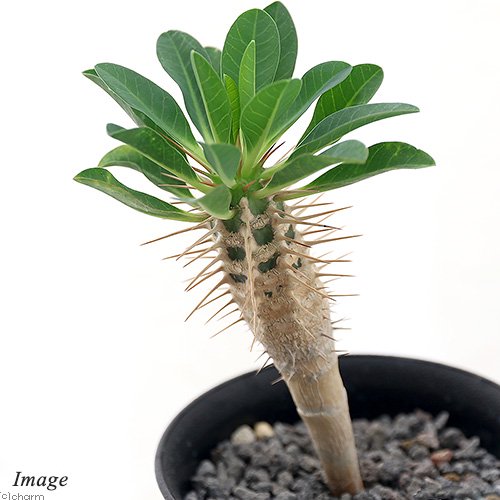 （多肉植物）ユーフォルビア　ギラウミニアナ　実生苗　２．５号（１鉢）　ＣＲＣ15―60―60―00―00 5,564円