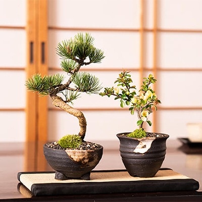 盆栽 五葉松と白長寿梅 ペアセット【ミニ 室内 インテリア 鑑賞 おしゃれ 鉢植え bonsai ぼんさい 10000円以下】