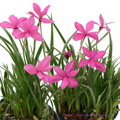 （山野草）アッツザクラ（ロードヒポキシス）　ピンク系　３号（１０ポット）　ＣＲＣ15―35―12―00―00