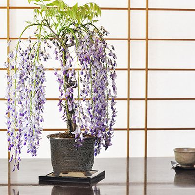 藤の盆栽　藤盆栽　紫花　観賞用 fuji bonsai Qoo10] 盆栽 藤 1才藤【 盆栽 フジ 紫花 鉢