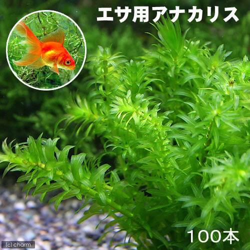 （水草）メダカ・金魚藻　エサ用アナカリス（１００本）　ＣＲＣ12―12―20―00―00