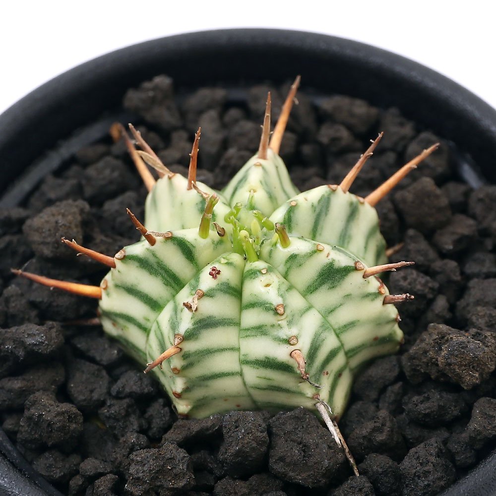 (多肉植物)ユーフォルビア メロフォルミス錦 2.5号(1鉢) CRC15―60―60―00―00