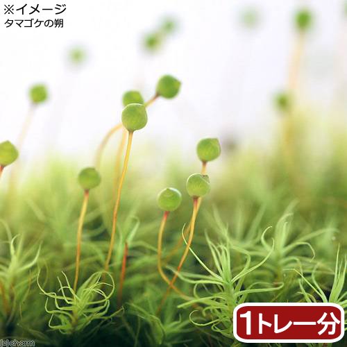 （テラリウム）苔　半トレー　タマゴケ　トレー１枚分　３６X２７ｃｍ　ＣＲＣ15―70―20―00―00