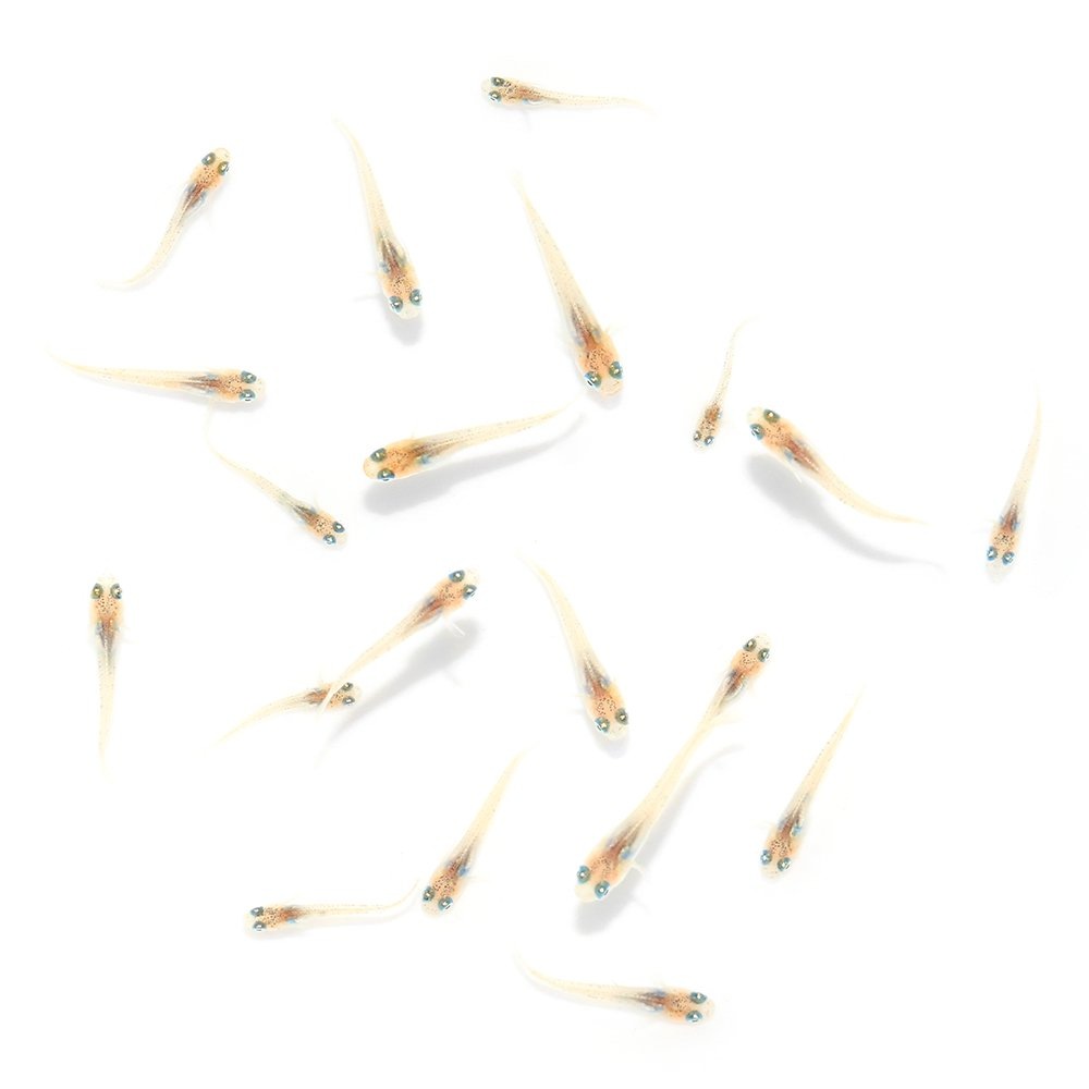 （めだか）無選別　三色ラメ幹之サファイア系メダカ　稚魚（１０匹）　ＣＲＣ60―20―22―70―20 5,190円