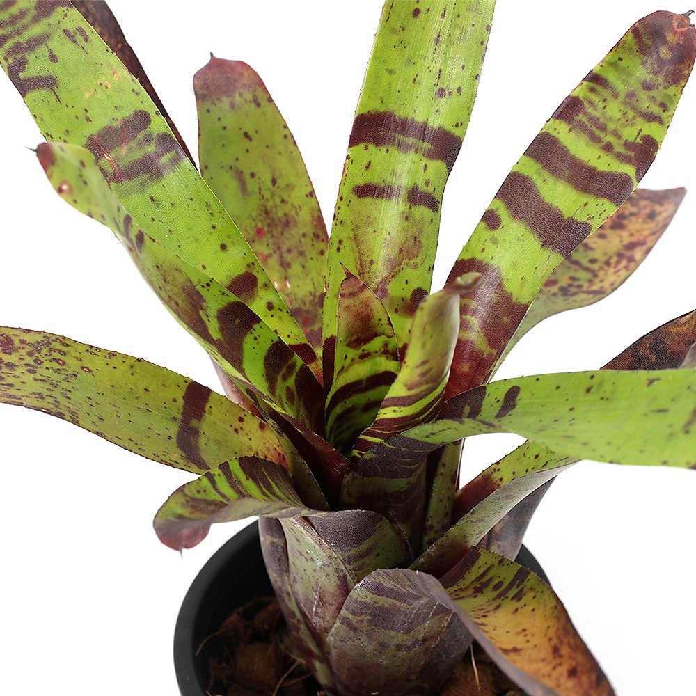 （観葉植物）ネオレゲリア　ブルーベリータイガー　３号（１株）　ＣＲＣ15―30―20―22―00