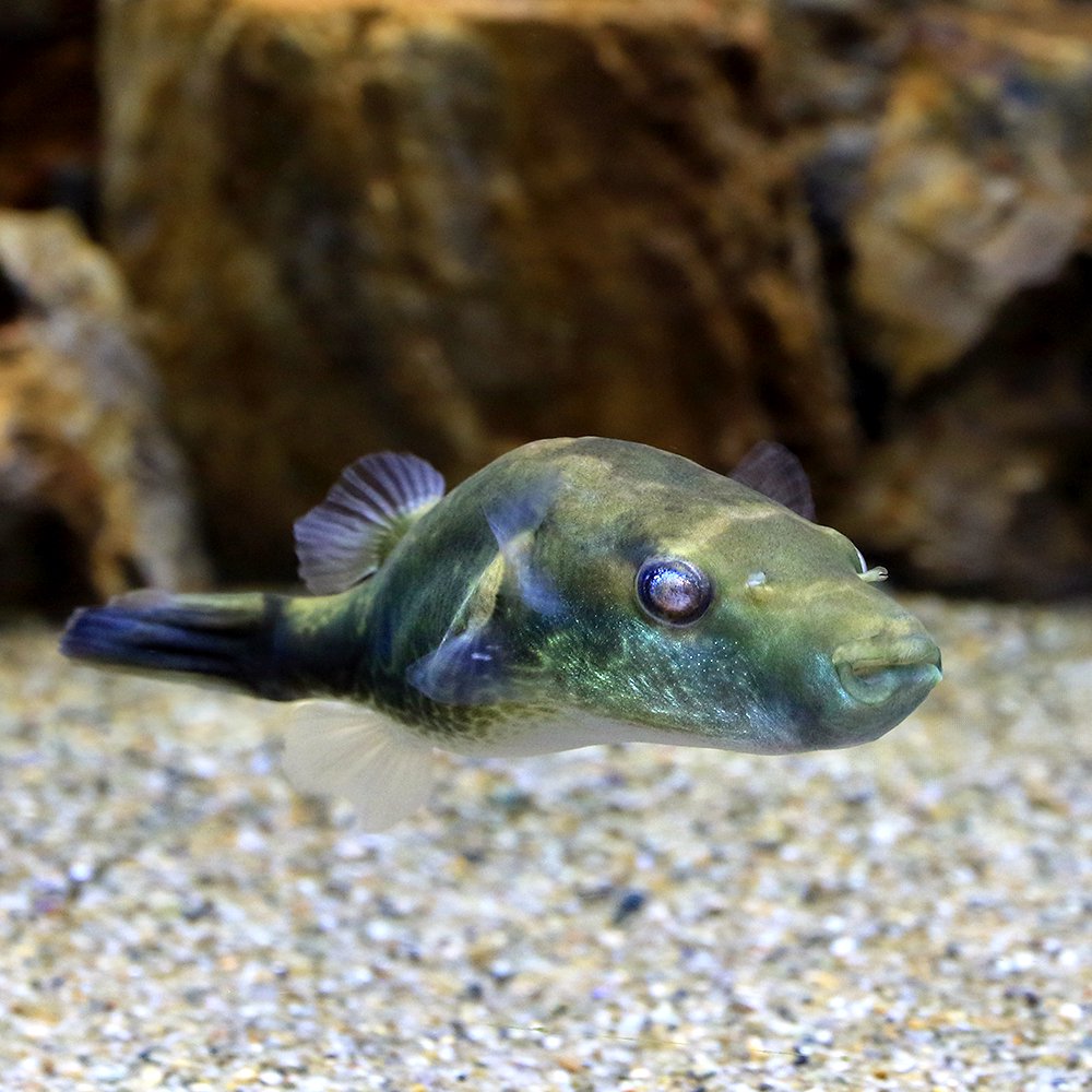 （熱帯魚）テトラオドン・バルバータス（１匹）　北海道航空便要保温　ＣＲＣ13―51―00―00―00