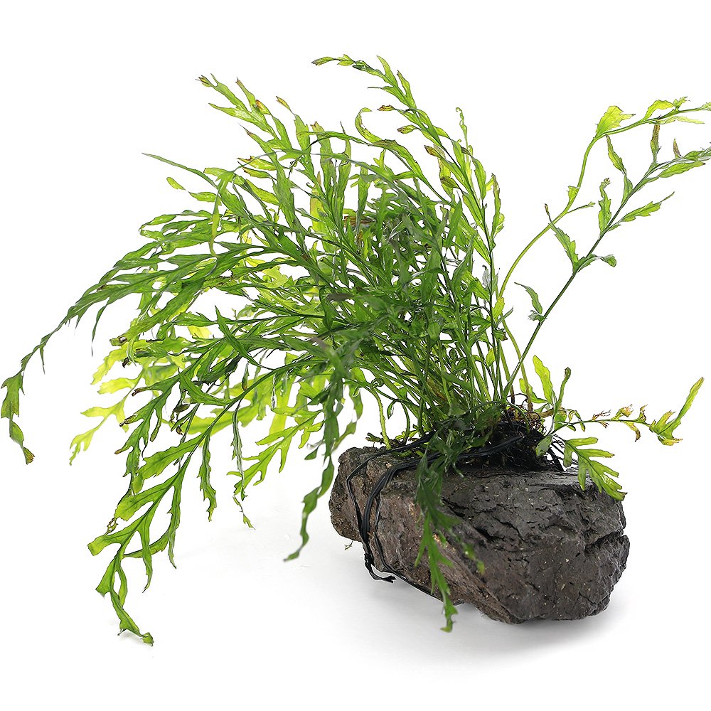 （水草）巻きたて　ボルビティス　ヒュディロティ　風山石　Ｍサイズ（約１４ｃｍ）（水中葉）（無農薬）（３個）　ＣＲＣ12―59―00―00―00