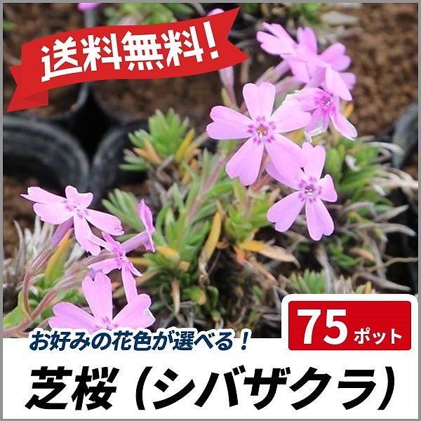 シバザクラ 3カラー選べる 75ポットセット