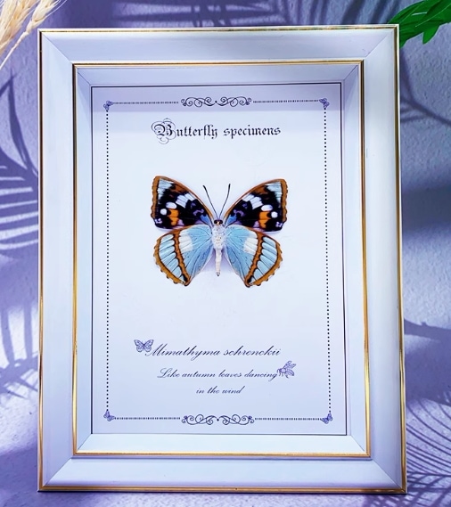 迷蛱蝶蝶標本装飾画　珍しいモルフォ蝶フレーム付き掛け画・置物