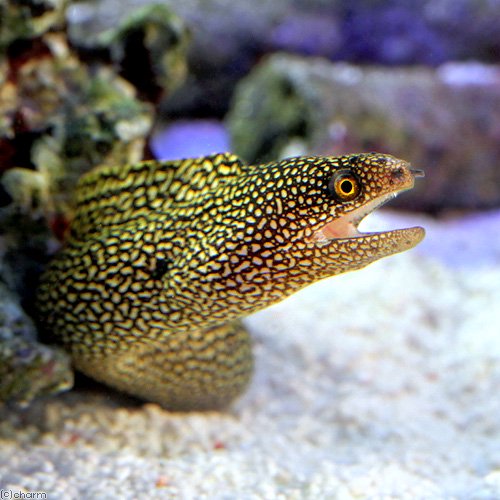 （海水魚）ゴールデンテールモレイ　Ｓサイズ（１匹）　北海道・九州航空便要保温　ＣＲＣ26―30―46―20―00 21,287円