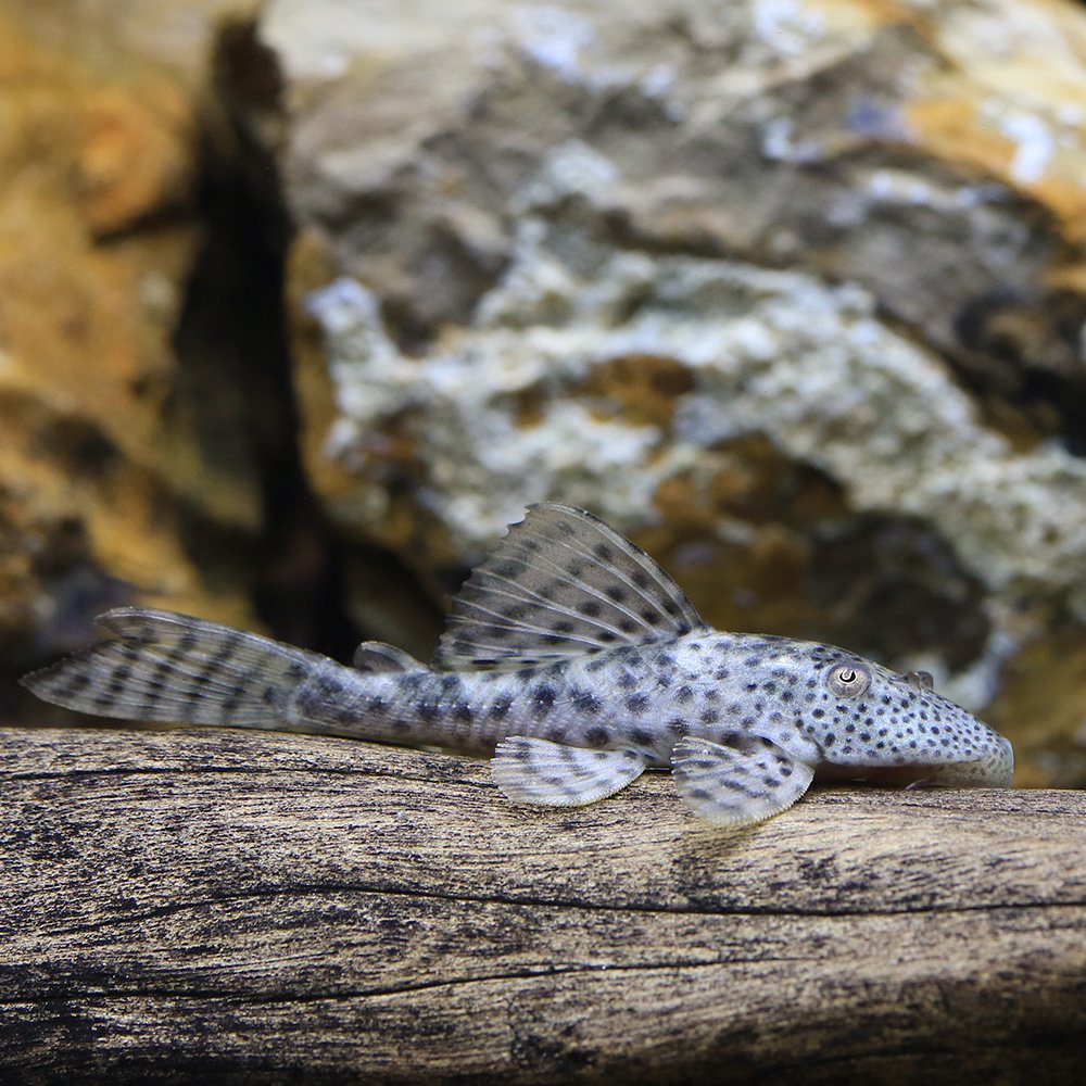 （熱帯魚）ヒポストムス・ジャグアリベンシス（ワイルド）（１匹）　北海道・九州航空便要保温　ＣＲＣ13―44―60―00―00