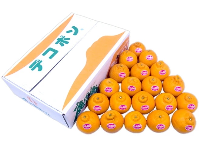 鹿児島産 =デコポン 大将季= 秀品 18-24玉 約5kg 予約 1月下旬以降