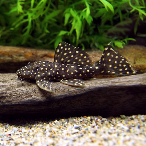 （熱帯魚）ドラゴンスター・クラウンプレコ　Ｌ－０２９（ワイルド）（１匹）　北海道・九州航空便要保温　ＣＲＣ13―44―50―00―00