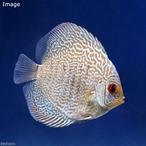 （熱帯魚）ブルースコーピオン・ディスカス（Ｓサイズ）（１匹）　北海道航空便要保温　ＣＲＣ13―31―10―00―00