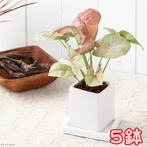 （観葉植物）おまかせ観葉植物　陶器鉢植え　ニューダイスＳ　ＷＨ（５鉢）　受け皿付き　鉢植え　おしゃれ　室内　プレゼント　ＣＲＣ15―20―25―10―00