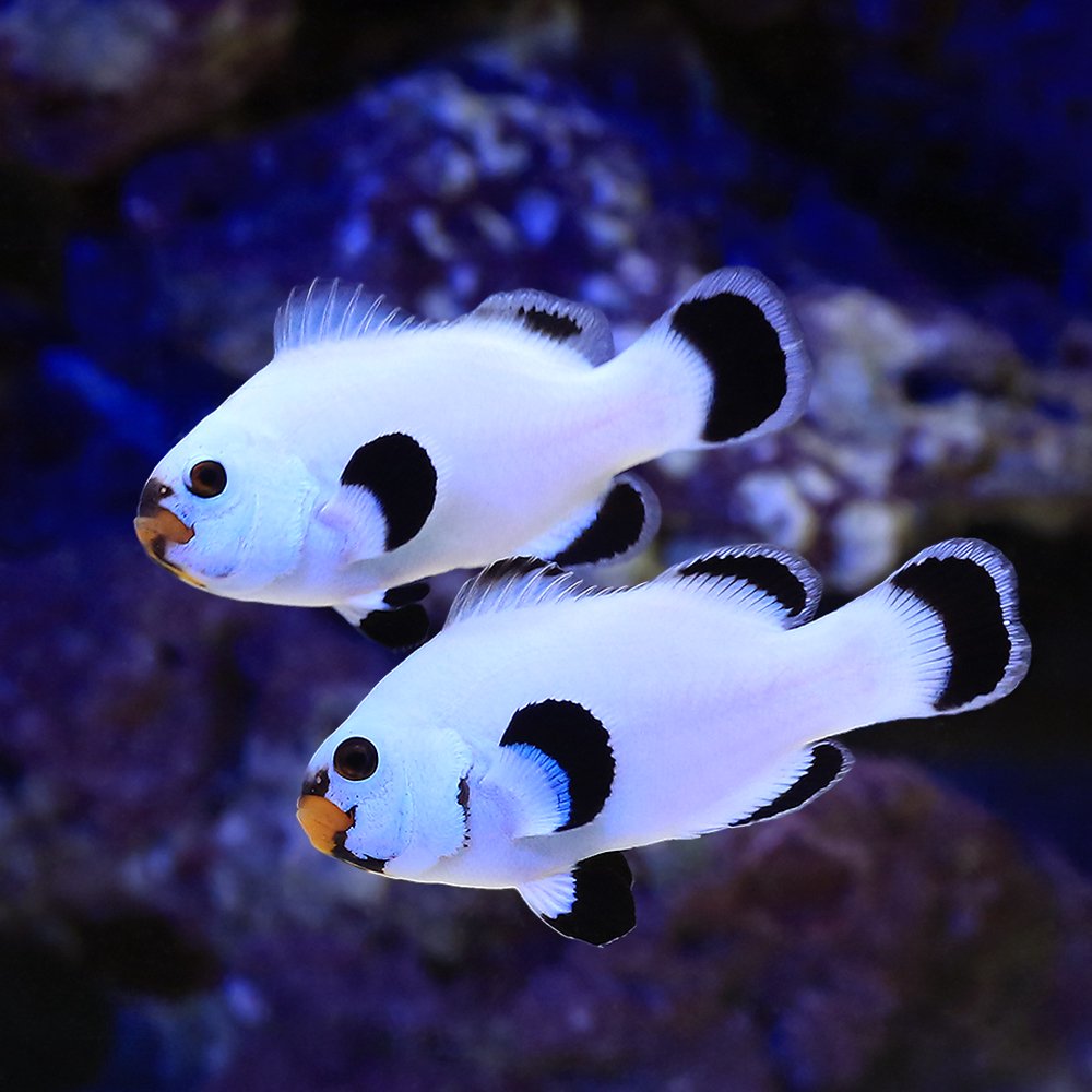 （海水魚）プラチナクラウン　ブラックタイプ　ペアリングチャレンジセット（ブリード）（１セット）　北海道・九州航空便要保温　ＣＲＣ26―30―16―20―00 9,185円