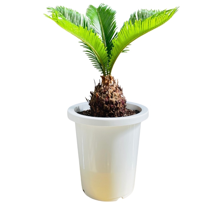 ソテツ 蘇鉄 8号鉢 庭木 記念樹 シンボルツリー 観葉植物 風水 地植え プランター 鉢植え 南国　苗 プレゼント　ギフト　新築祝い 開店祝い 記念日 母の日 父の日