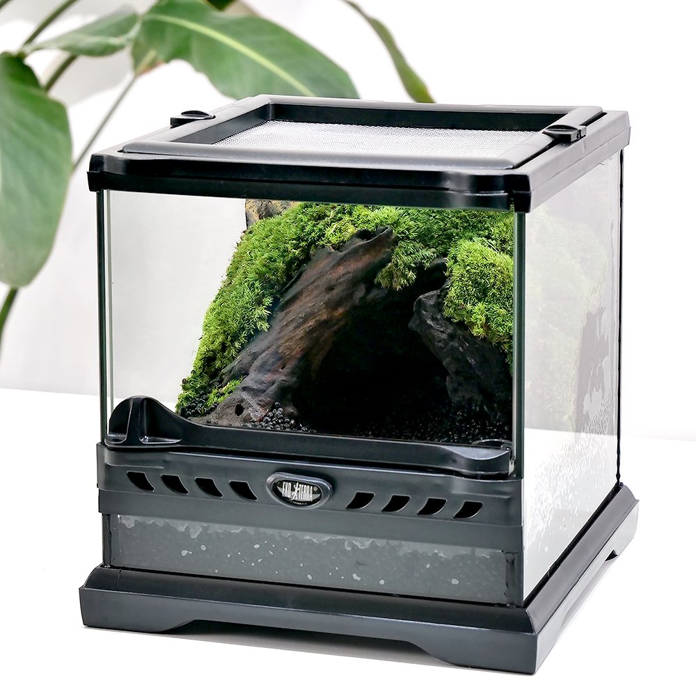 カエルリウムーツノガエルの洞窟ー　お一人様５点限り　ＣＲＣ17―10―35―10―00