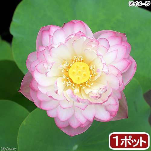 （ビオトープ）蓮　ハス（ピンク）　Ｂｉｒｔｈｄａｙ　Ｐｅａｃｈ（１ポット）　ＣＲＣ15―10―30―20―20