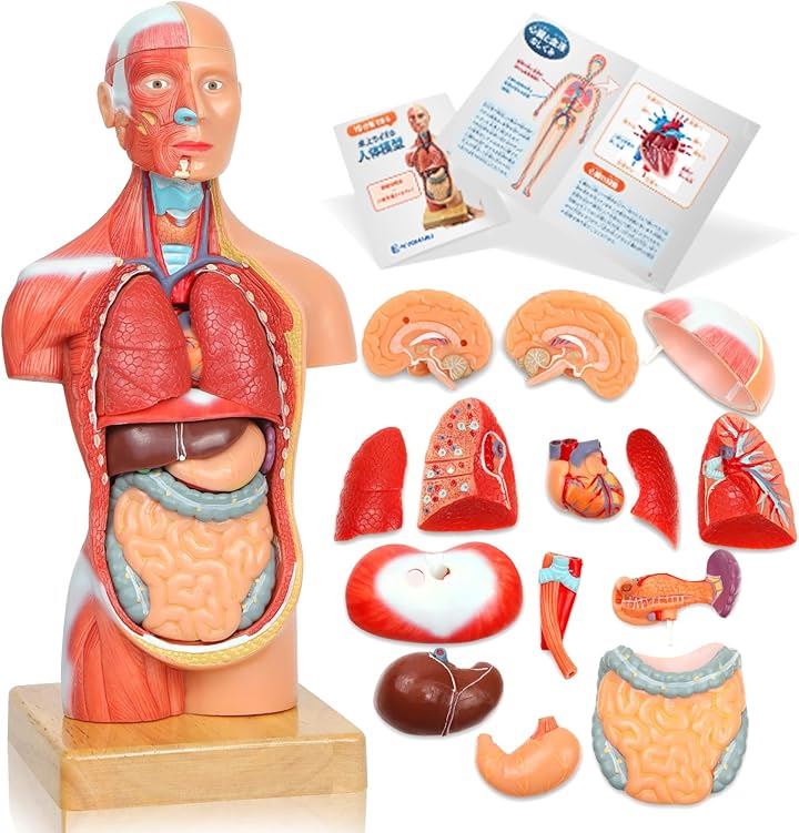 ソフトな質感で15分解できる卓上サイズの人体解剖模型 人体模型 おもちゃ 理学療法士監修 補助マグネット付き 日本語簡易ガイドブック